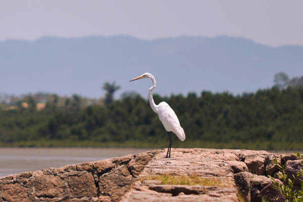 la garza blanca (ardea alba, sinónimo de casmerodius albus), también conocida simplemente como garza blanca - wading snowy egret egret bird fotografías e imágenes de stock