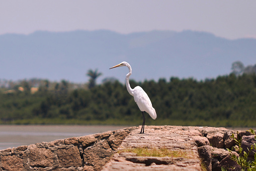 The great white heron (Ardea alba, synonym Casmerodius albus), also known simply as the white heron, is a bird in the order Pelecaniformes. It is common along lakes, rivers and swamps.