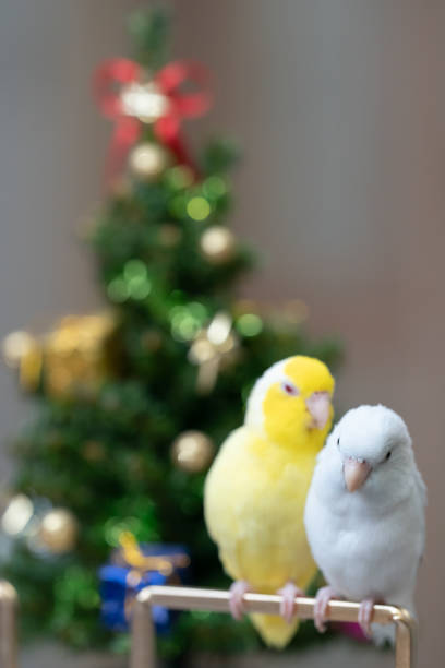 istock Tiny parrot parakeet white and white Forpus bird Pacific Parrotlet rest on branch near chrismas tree 1841613564