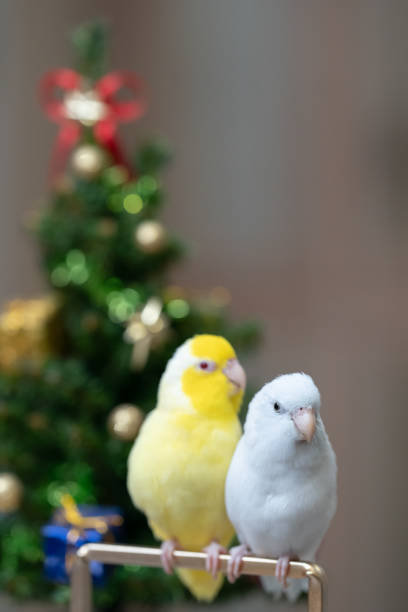 istock Tiny parrot parakeet white and white Forpus bird Pacific Parrotlet rest on branch near chrismas tree 1841614909