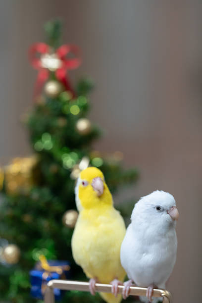 istock Tiny parrot parakeet white and white Forpus bird Pacific Parrotlet rest on branch near chrismas tree 1841615945