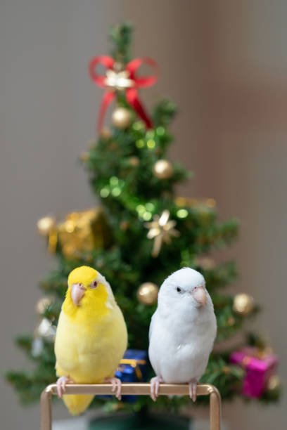 istock Tiny parrot parakeet white and white Forpus bird Pacific Parrotlet rest on branch near chrismas tree 1841617437
