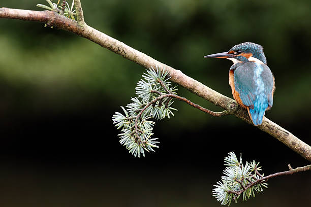 istock European kingfisher, Alcedo atthis 184163132