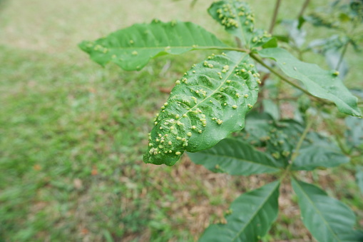 selective focus on Nodules on leaves or leaf galls are generally the result of insects or other foreign organisms such as bacteria, fungi, mites, nematodes, and even viruses