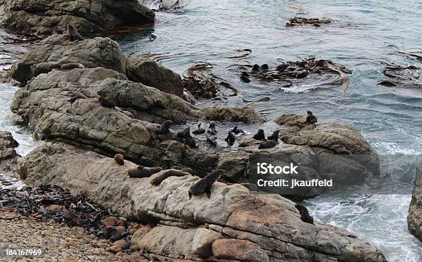 Foto de Colônia Das Focas e mais fotos de stock de Animal selvagem - Animal selvagem, Colônia - Grupo de Animais, Exterior