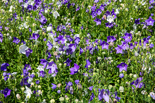 wild flower mix an atraction to many bees