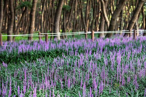 Pine trees and wildflowers