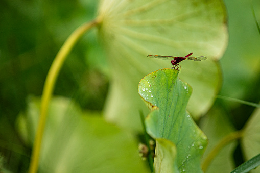 lotus leaf and dragonfly