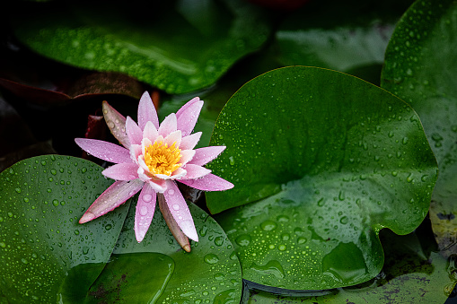 Landscaped garden pond with two magic big bright pink water lily or lotus flower Perry's Orange Sunset. Flower landscape for nature wallpaper with copy space. Selective focus