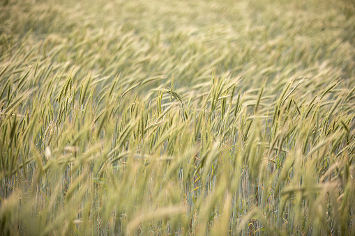 barley field