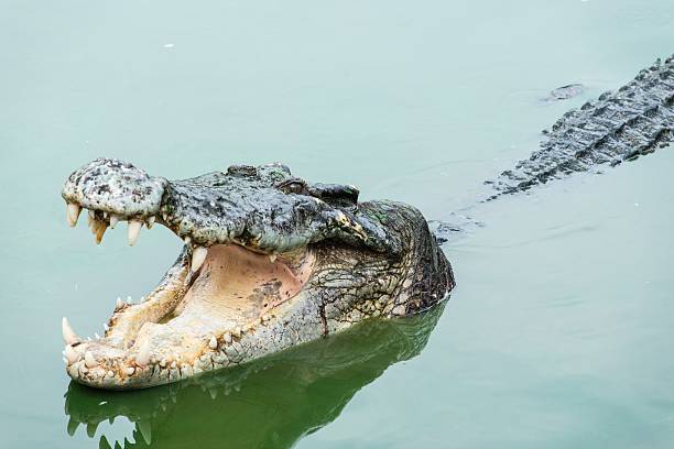 istock Fresh water adult crocodile from Thailand 184169169