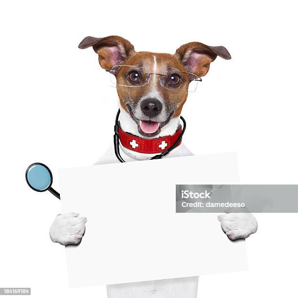 Medico Di Cane - Fotografie stock e altre immagini di Medico - Medico, Cane, Jack Russell terrier