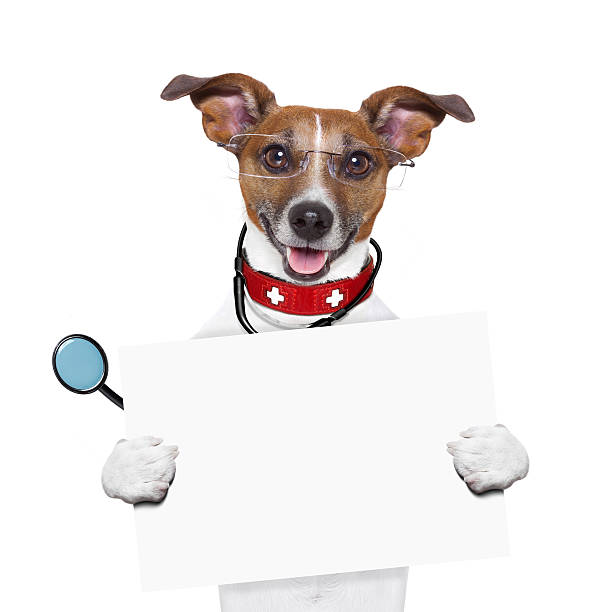 istock medical doctor dog 184169184