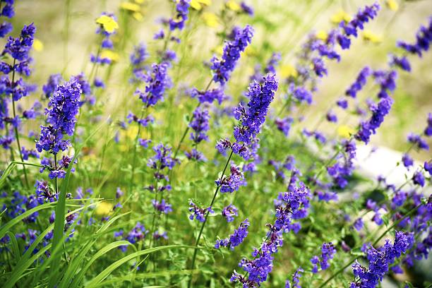 istock Wildflowers of Minnesota 184169336