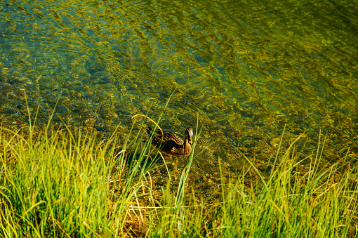 duck in the river
