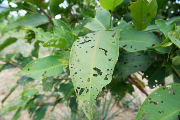 istock green leaves caused by caterpillars eating them 1841697381