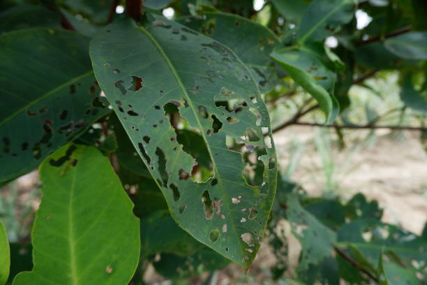 istock green leaves caused by caterpillars eating them 1841700178