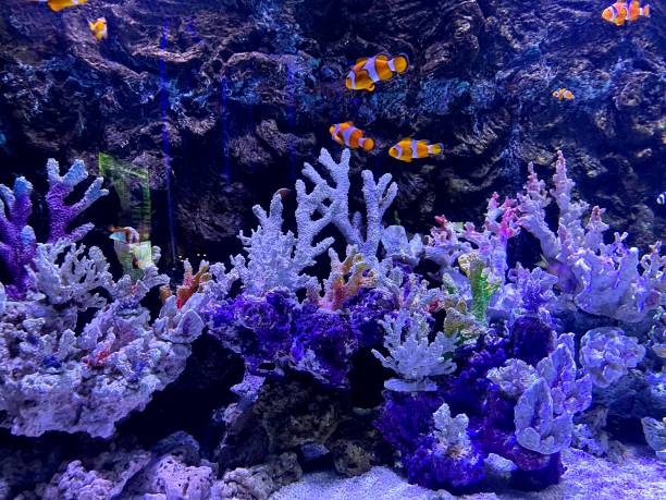 istock fish on the seabed and coral reefs 1841702207
