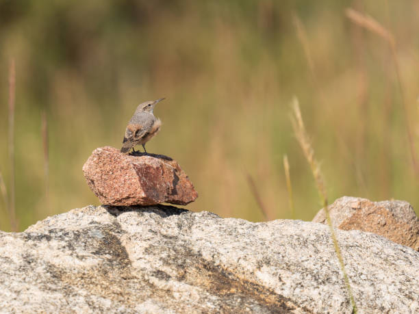 istock Rock Wren, Cheyenne Mountain State Park, Colorado 1841712722
