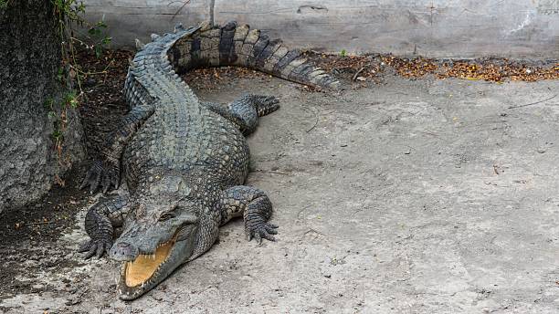 istock Fresh water adult crocodile from Thailand 184171321