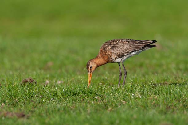 istock Black-tailed Godwit, Limosa limosa 1841714291