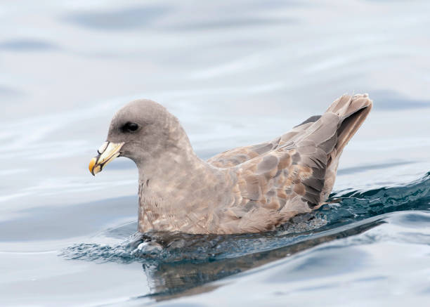 Pacific Fulmar, Fulmarus glacialis auduboni Pacific Fulmar (Fulmarus glacialis auduboni ) during autumn migration off the coast of California, USA. Swimming at sea. fulmar stock pictures, royalty-free photos & images