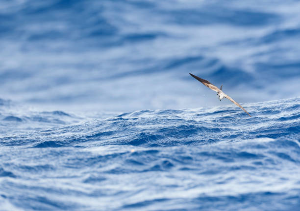 istock White-faced Storm-Petrel, Pelagodroma marina 1841727007