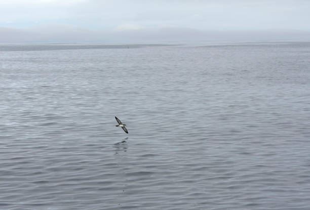 Pink-footed Shearwater (Ardenna creatopus) at sea off California, United States.