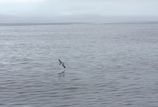 Pink-footed Shearwater (Ardenna creatopus) at sea off California, United States.