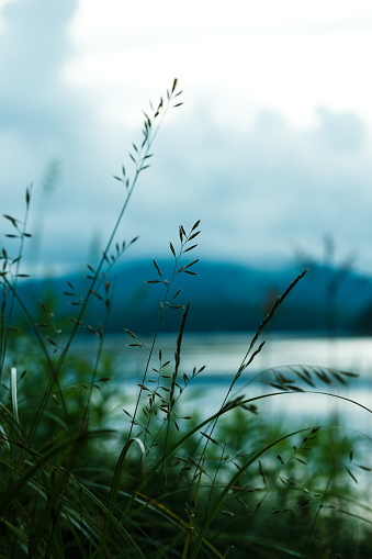 A photo of a group of reeds in the foreground of a lake and mountains in the Upper Adirondacks in Upstate New York.