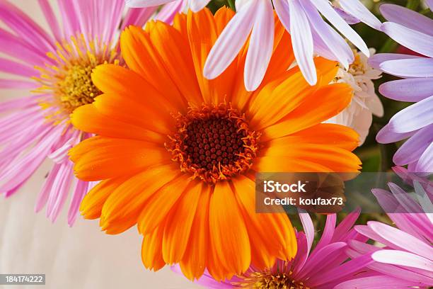 Gerbera Stock Photo - Download Image Now - Botany, Close-up, Color Image