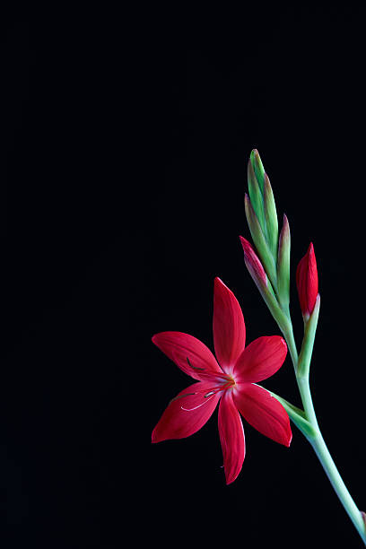 lírio kaffir - kaffir lily - fotografias e filmes do acervo