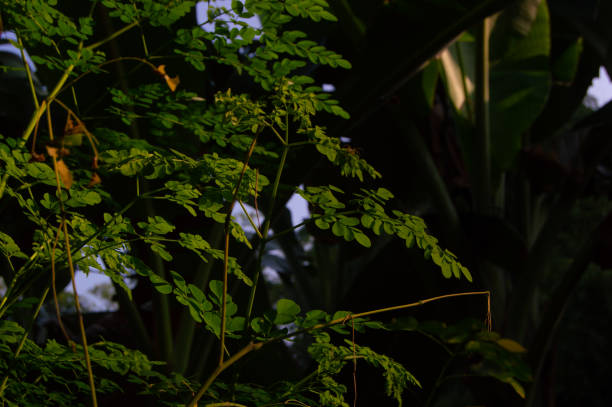 istock view of moringa leaves on the tree 1841774868