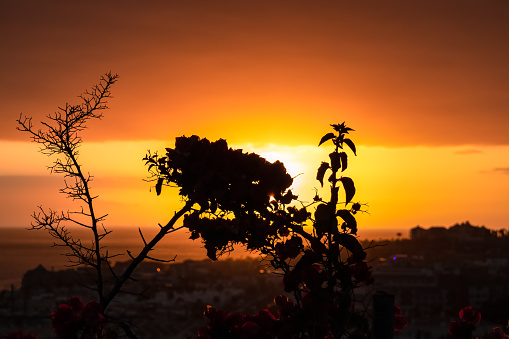 Beautiful colorful sunset sky with silhouette exotic flowers in the foreground on Costa Adeje beach on Tenerife, Canary Islands, Spain, Europe, EU. Vacation vibes on touristic island in Atlantic Ocean