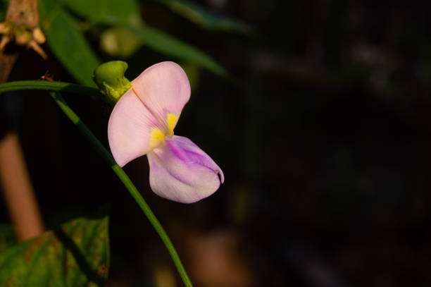 Long bean flowers are shaped like butterflies, located at the end of long stalks, and the color of the flowers varies between white, yellow and blue. Mother Page 2 9 flower stalks emerge from the leaf axils. Each mother flower stalk has 3-5 flowers.