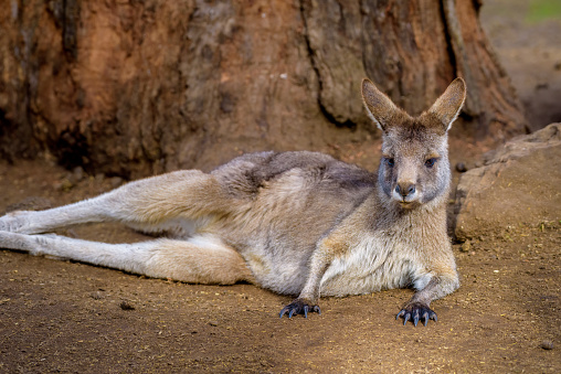 Eastern grey kangaroo, Tasmania, Australia