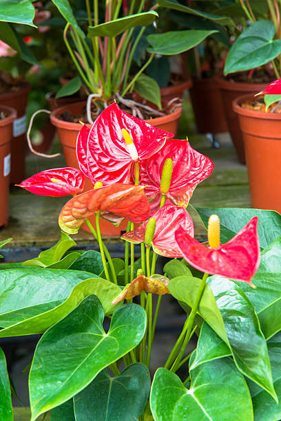 istock Anthurium Flamingo flowers in Plantations 184178821