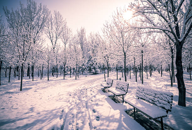 istock Winter scenic of a road with snow covered trees. 184179580