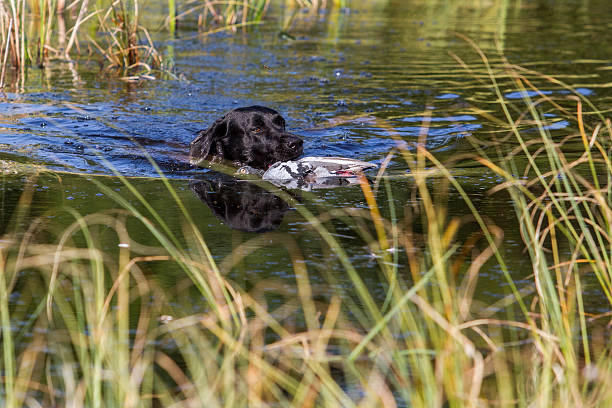 istock Labrador retrieving a dove from the lake 184179803