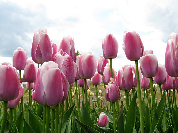 istock Field of Pink Tulips with blue sky 184180096