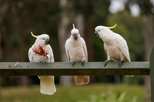 Little Corella - Cacatua sanguinea two birds - pair - feeding on the ground near Melbourne, Australia.