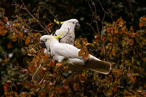 Two Sulphur crested cockatoos resting in a tree.