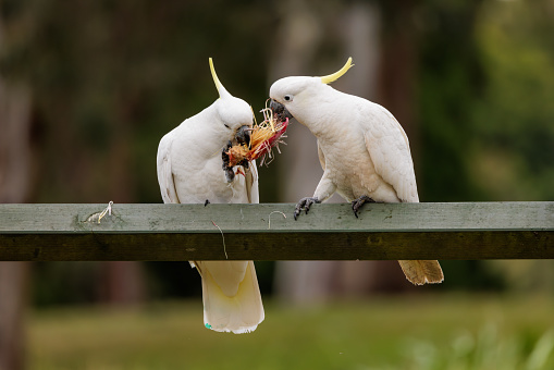 Two Sulphur crested cockatoos on a fence eating a flower. Cacatua galerita.