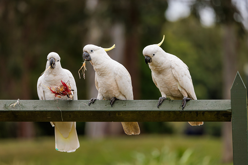 Sulphur crested cockatoos on a fence eating a flower.