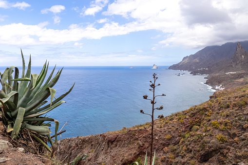 Agava cactus plant with scenic view of Atlantic Ocean coastline and Anaga mountain range. Tenerife, Canary Islands, Spain, Europe. Looking at Roque de las Animas. Hiking trail from Afur to Taganana