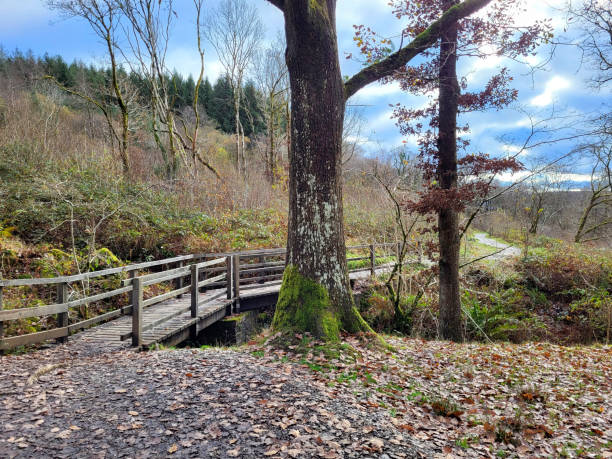 este passeio circular pelo "waterfall country" no brecon beacons visita quatro quedas deslumbrantes situadas em belas florestas. - wales brecon beacons bridge footpath - fotografias e filmes do acervo