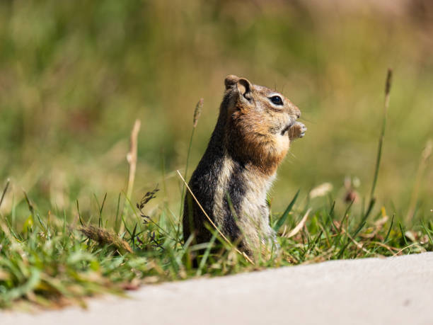 istock Chipmunk in a Colorado State Park 1841826105