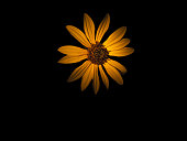 Blacked out photo of a sunflower