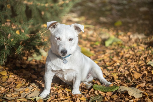 Photo of a Jack Russell Terrier dog.