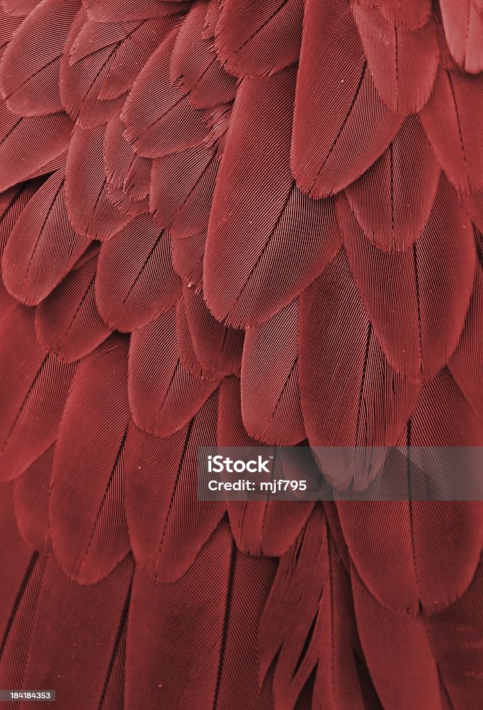 Macaw Feathers (Maroon) Macro photograph of a macaw's red feathers Animal Stock Photo